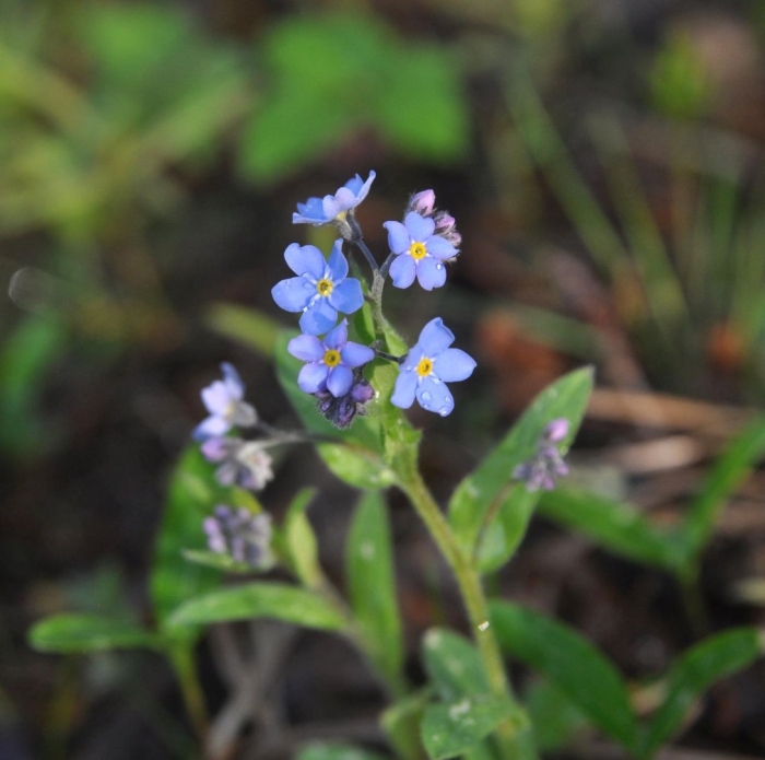 Незабудка лесная myosotis sylvatica