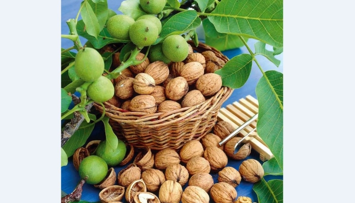 Орех грецкий