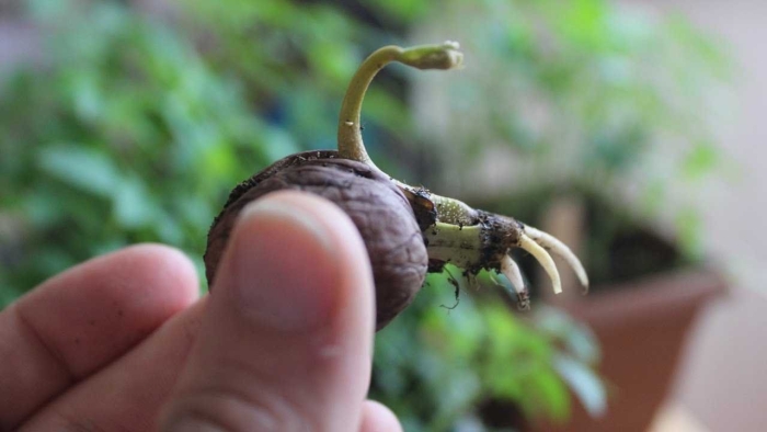 Прорастить грецкий орех