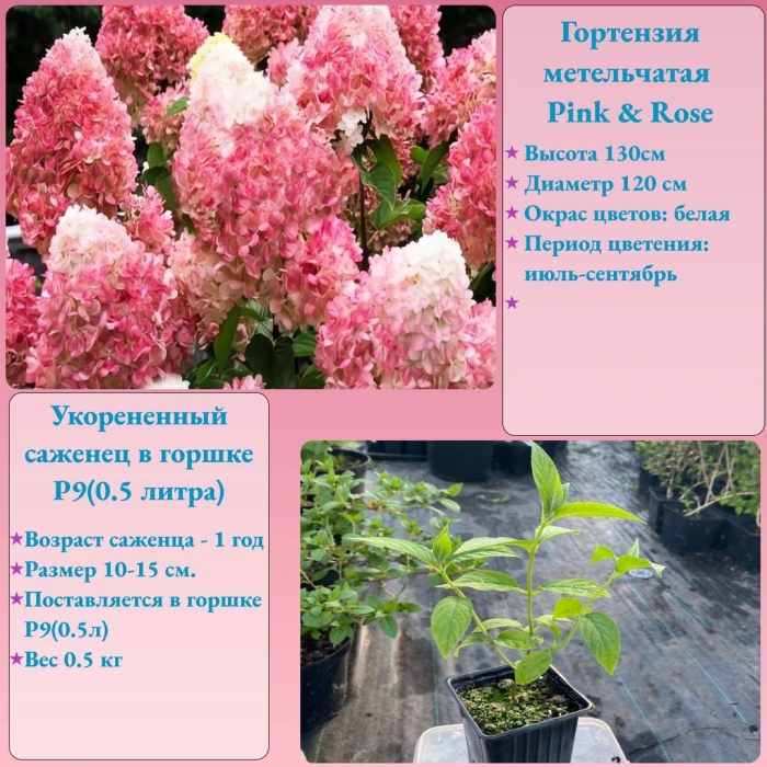 Гортензия метельчатая пинк