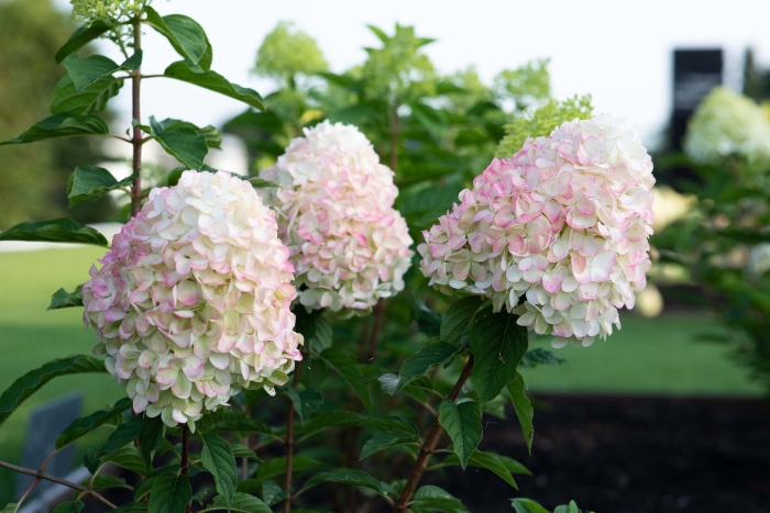 Гортензия метельчатая пинк энд роуз