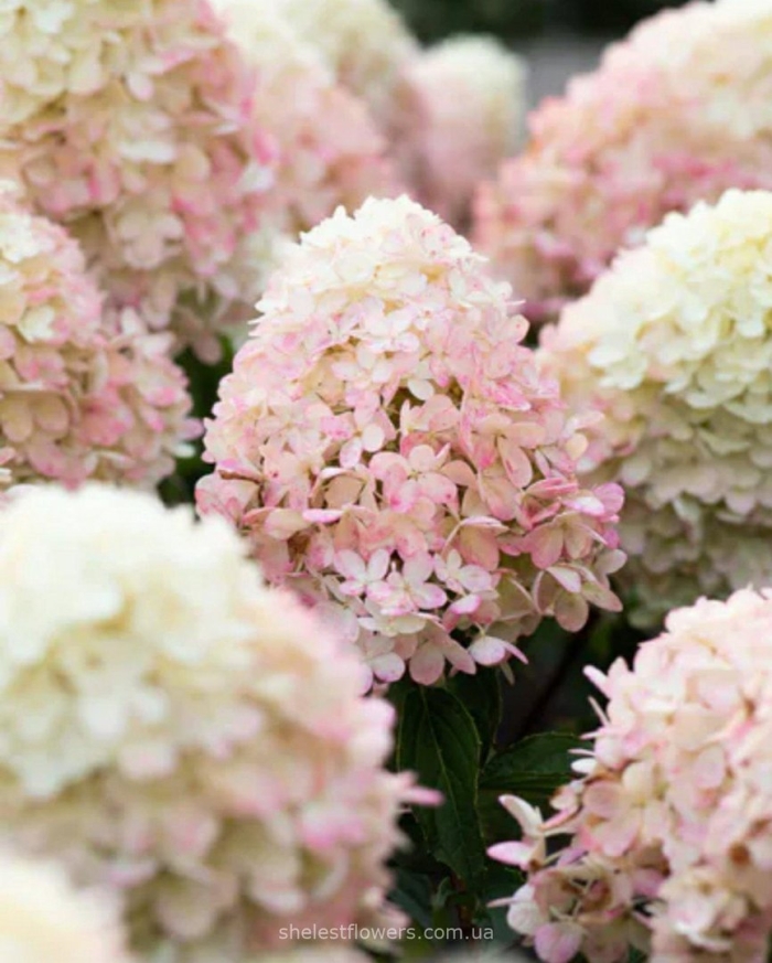 Распберри пинк гортензия метельчатая