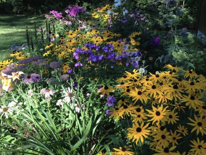Миксбордер рудбекия флокс эхинацея