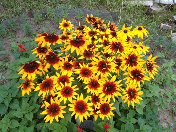 Рудбекия хирта глориоза дэйзи