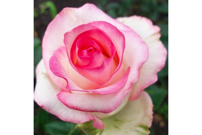 Роза белла вита чайно гибридная