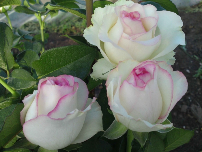 Роза дольче вита чайно гибридная