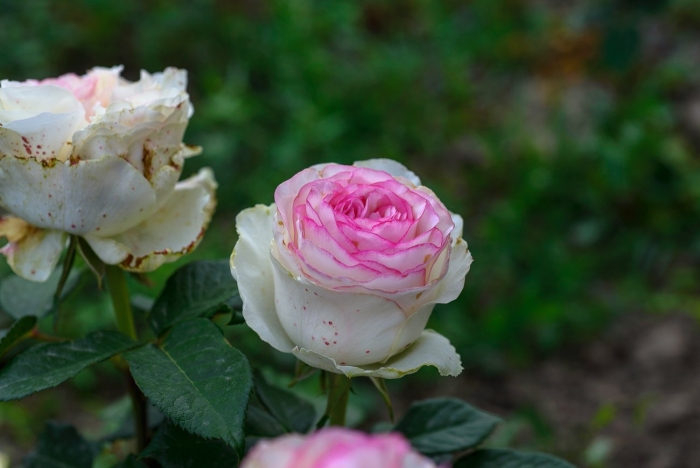 Роза чайно гибридная белла вита