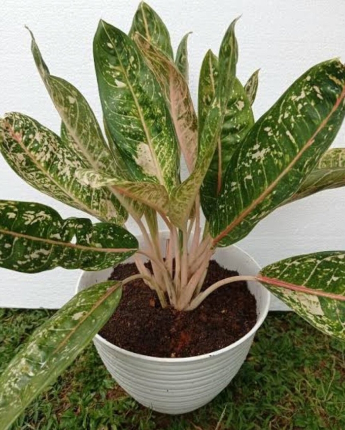 Аглаонема маранта