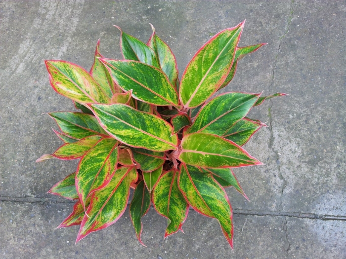 Аглаонема аврора