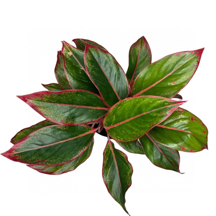 Комнатное растение аглаонема