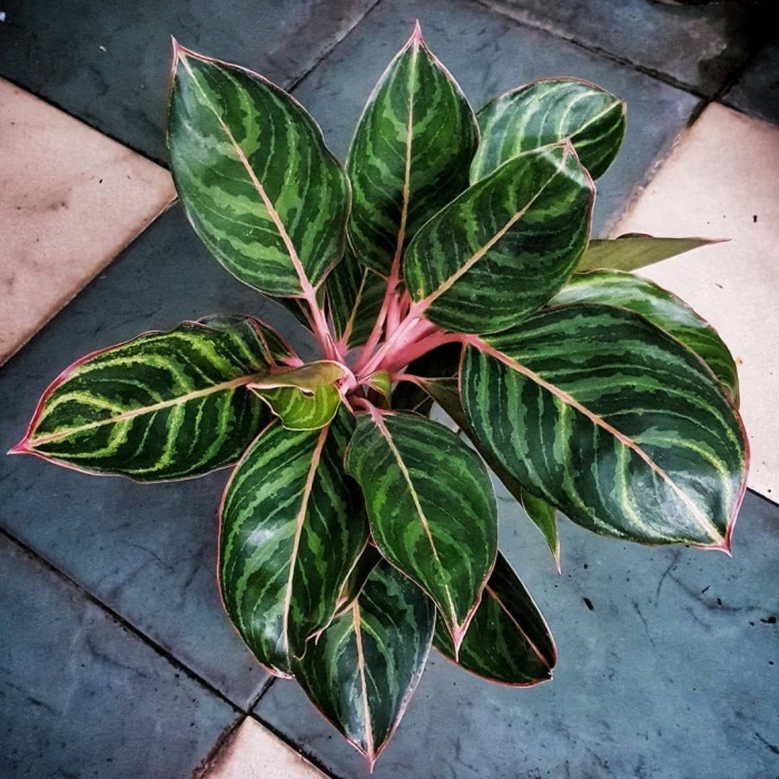 Аглаонема сиам аврора