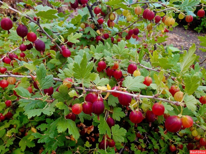 Крыжовник сорт краснославянский