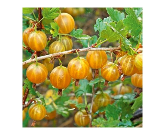 Крыжовник хиннонмаки йеллоу