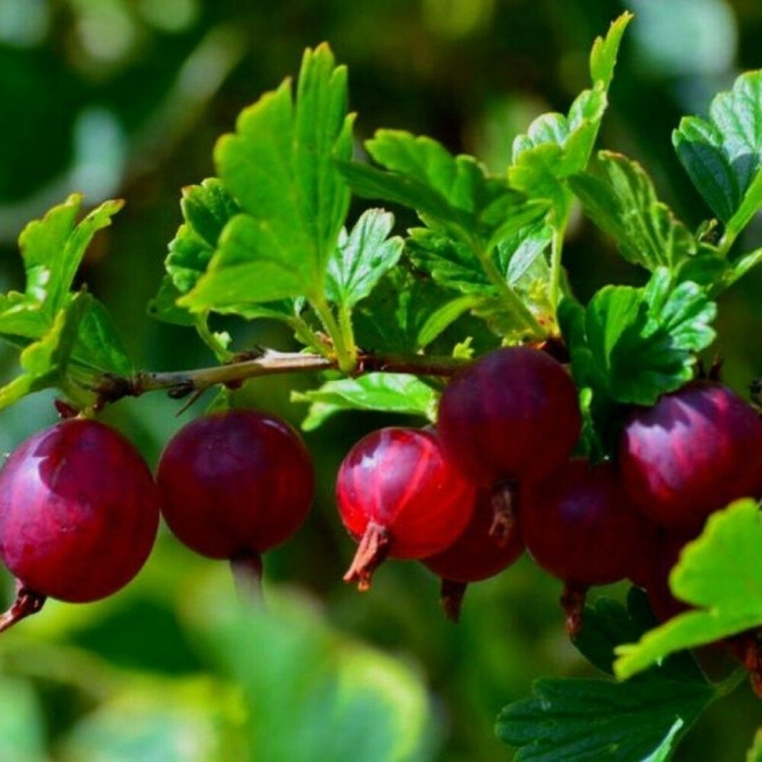 Крыжовник русский красный