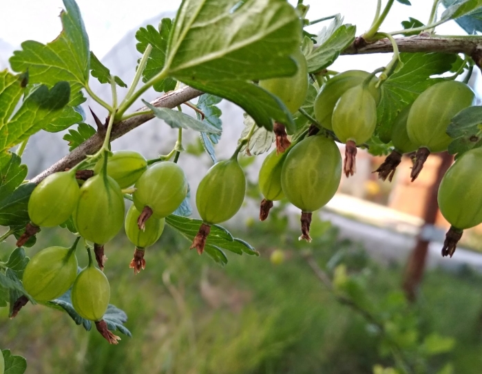 Крыжовник хиннонмаки грин