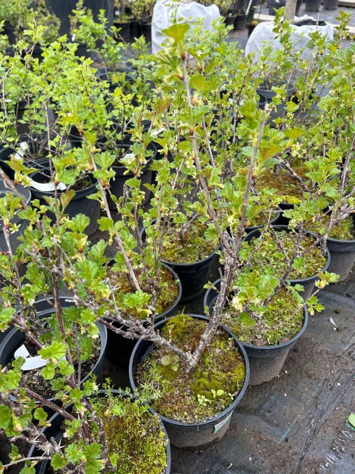 Саженец крыжовник