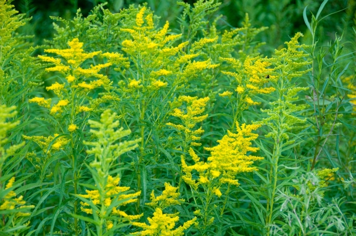 Солидаго (золотарник) praecox