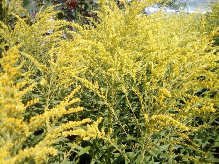 Золотарник жозефина