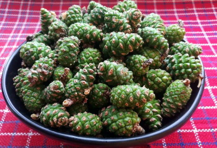 Шишки сосновые