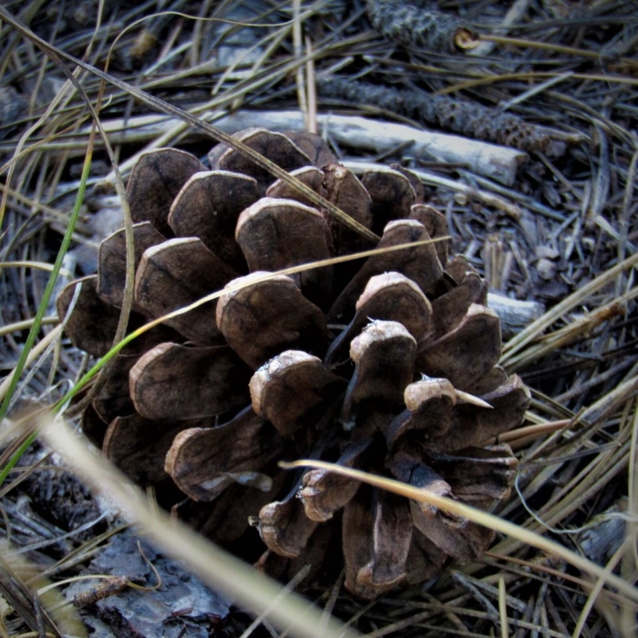 Pinus pinea шишка