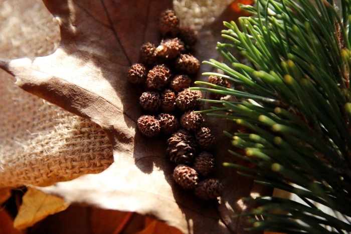 Шишка сосна