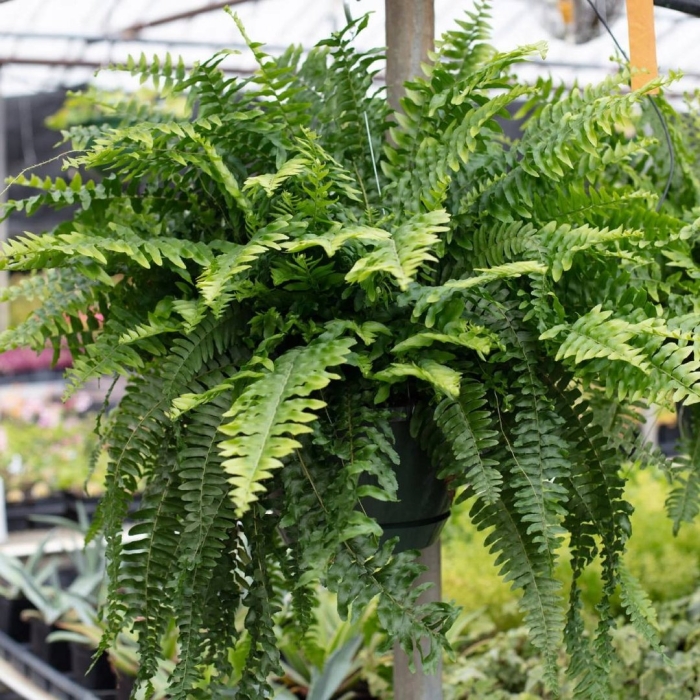 Нефролепис монтана