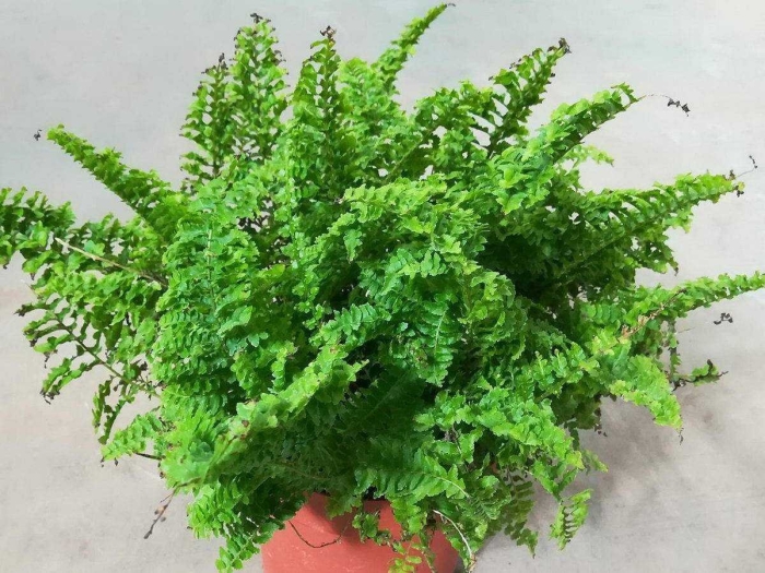 Нефролепис витале