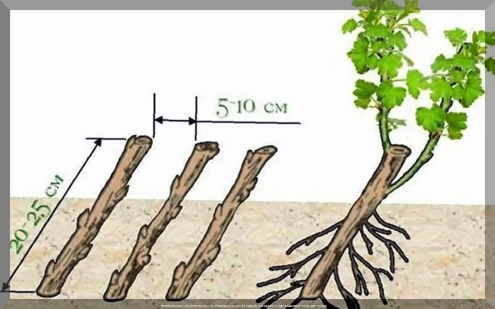 Йошта размножение черенками