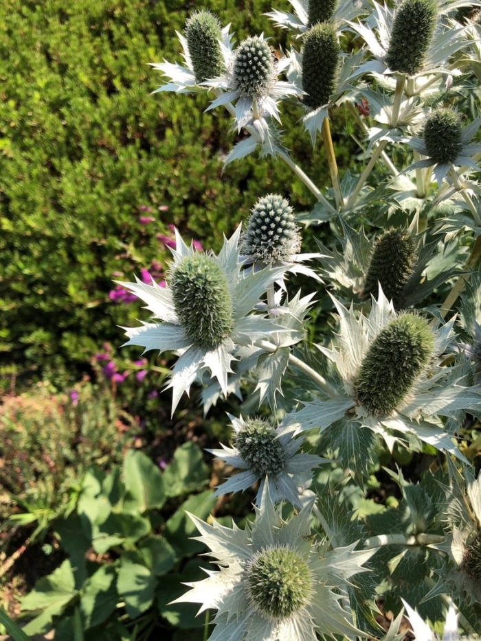 Eryngium giganteum