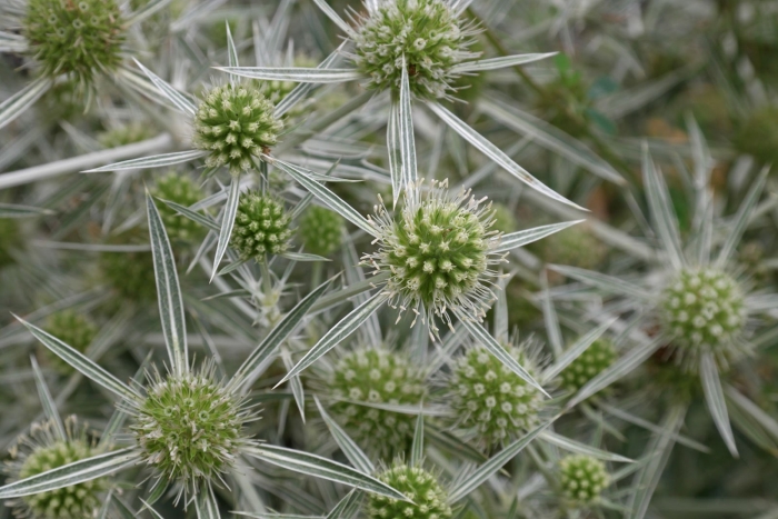 Степная колючка eryngium campestre