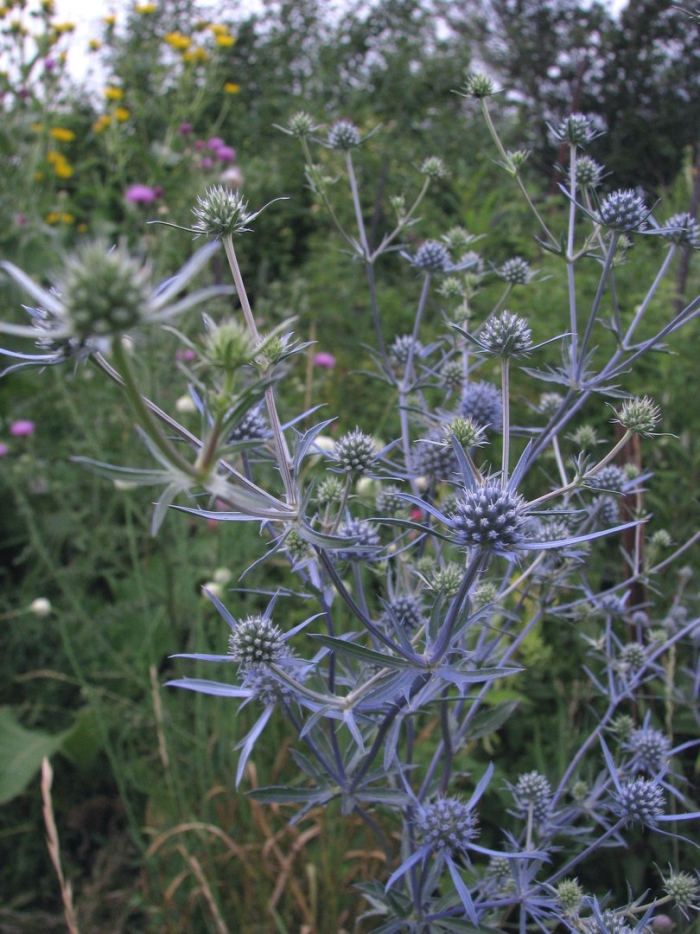 Синеголовник плосколистный eryngium planum