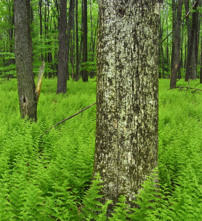 Растение леса