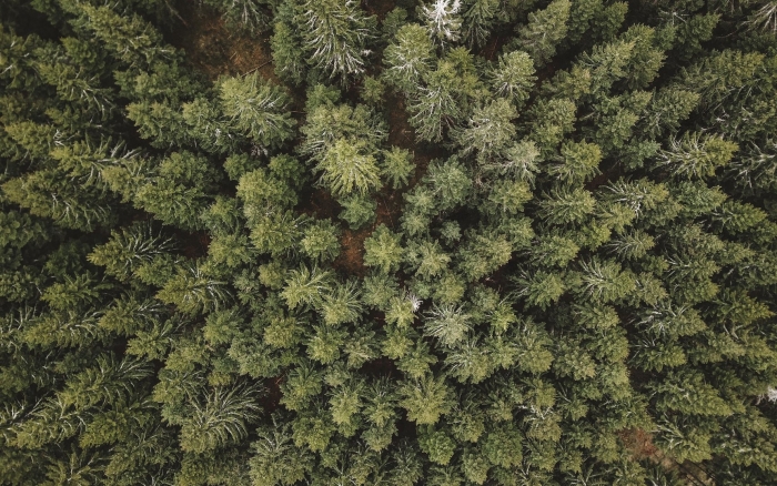Сосна вид сверху
