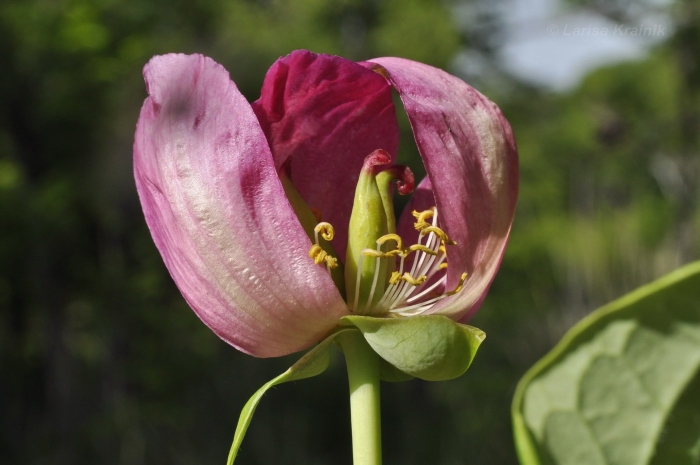 Paeonia obovata
