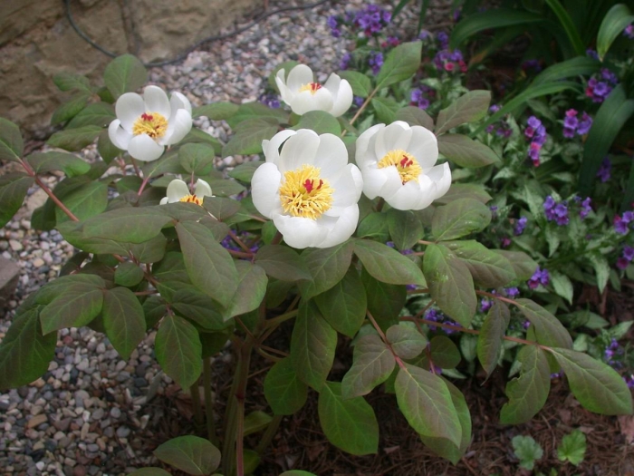 Марьины коренья цветы забайкалья