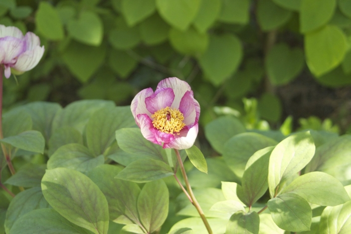Paeonia wittmanniana