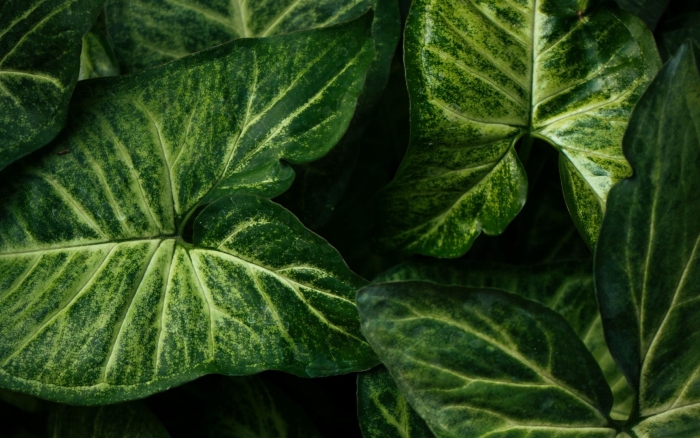 Сингониум ножколистный