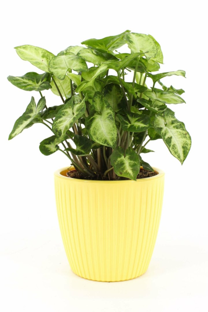 Сингониум пикси