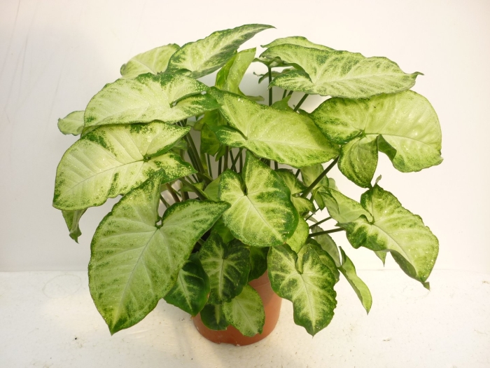 Сингониум взрослое растение