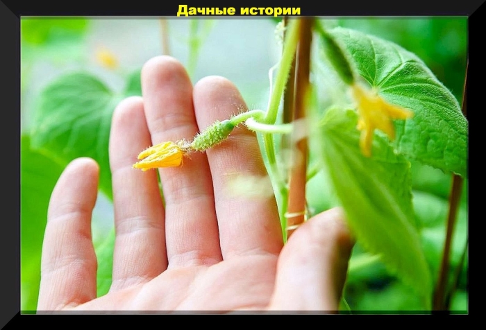 Завязь огурца