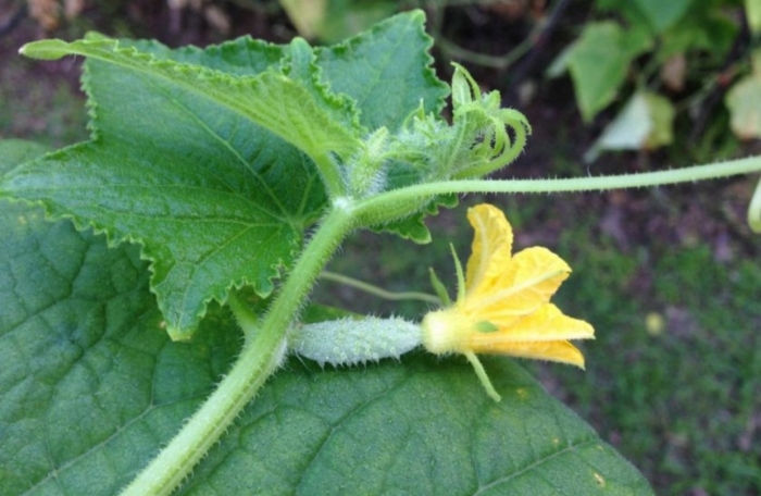 Завязи огурцов