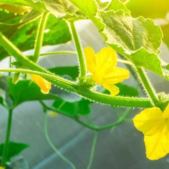 Пустоцвет на огурцах