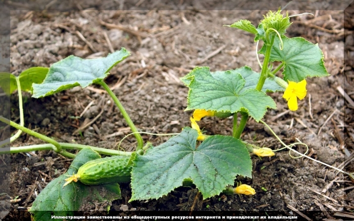 Огурец предгорный виноград