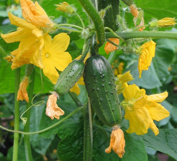 Сорт огурцов