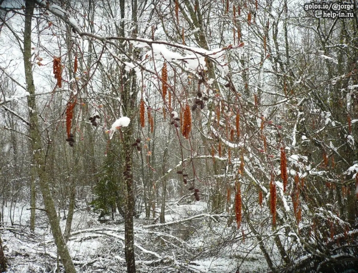 Ольха цветет весной