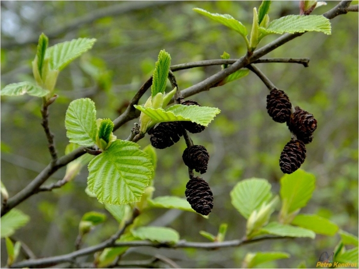 Ольха черная (alnus glutinosa)