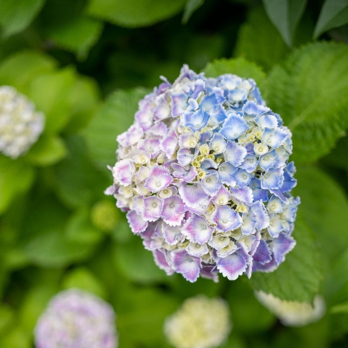 Гортензия саммер бриз