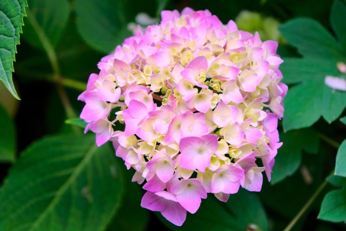 Айс кристалл гортензия