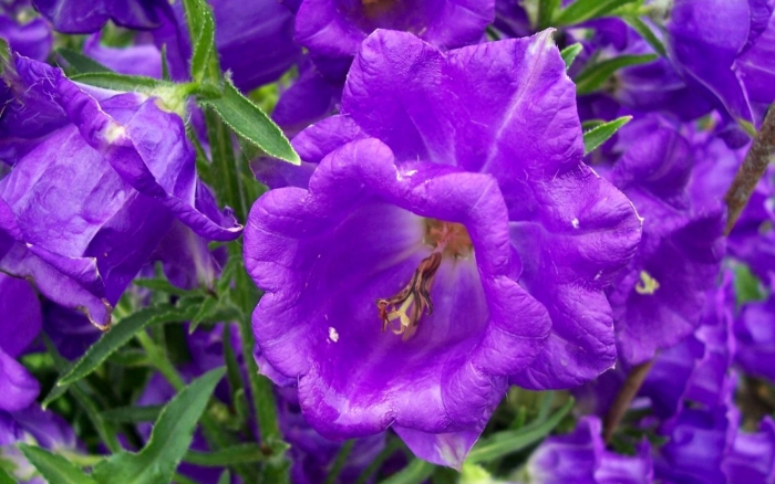 Колокольчик кампанула медиум