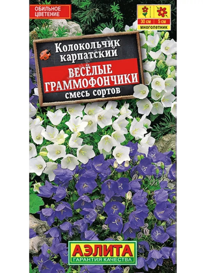 Колокольчик карпатский веселые граммофончики